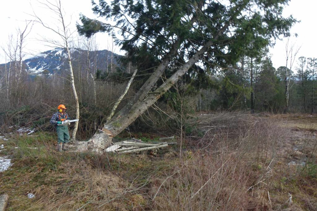 Fällaktionen Winter 2025/2026