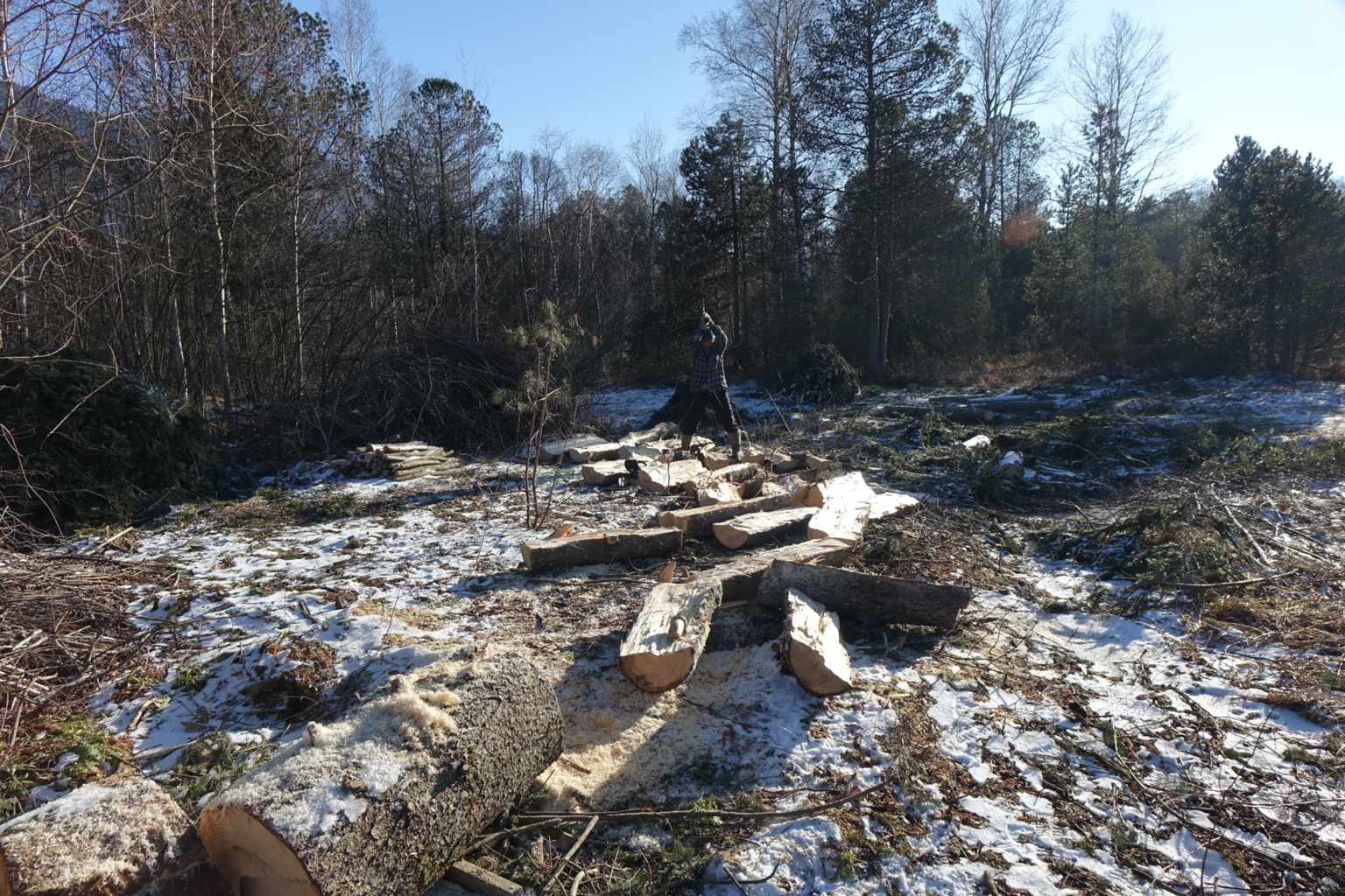 Fällaktionen Winter 2025/2026