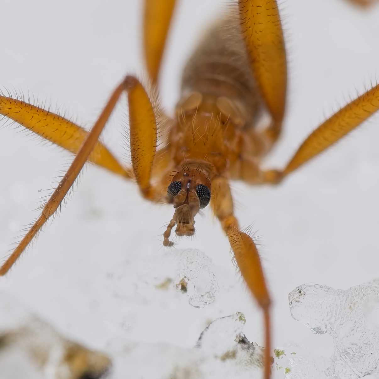Gelbliche Schneemücke (Chionea lutescens)