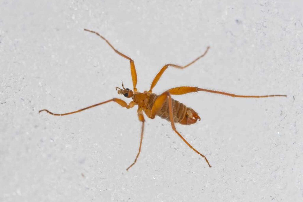 Gelbliche Schneemücke (Chionea lutescens)