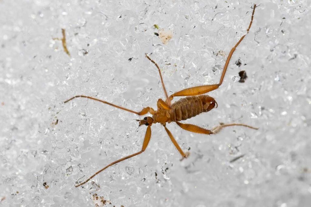 Gelbliche Schneemücke (Chionea lutescens)