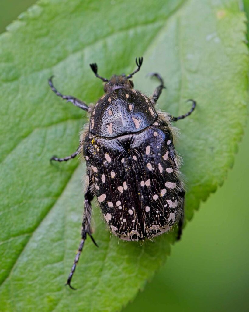 Trauer-Rosenkäfer (Oxythyrea funesta)