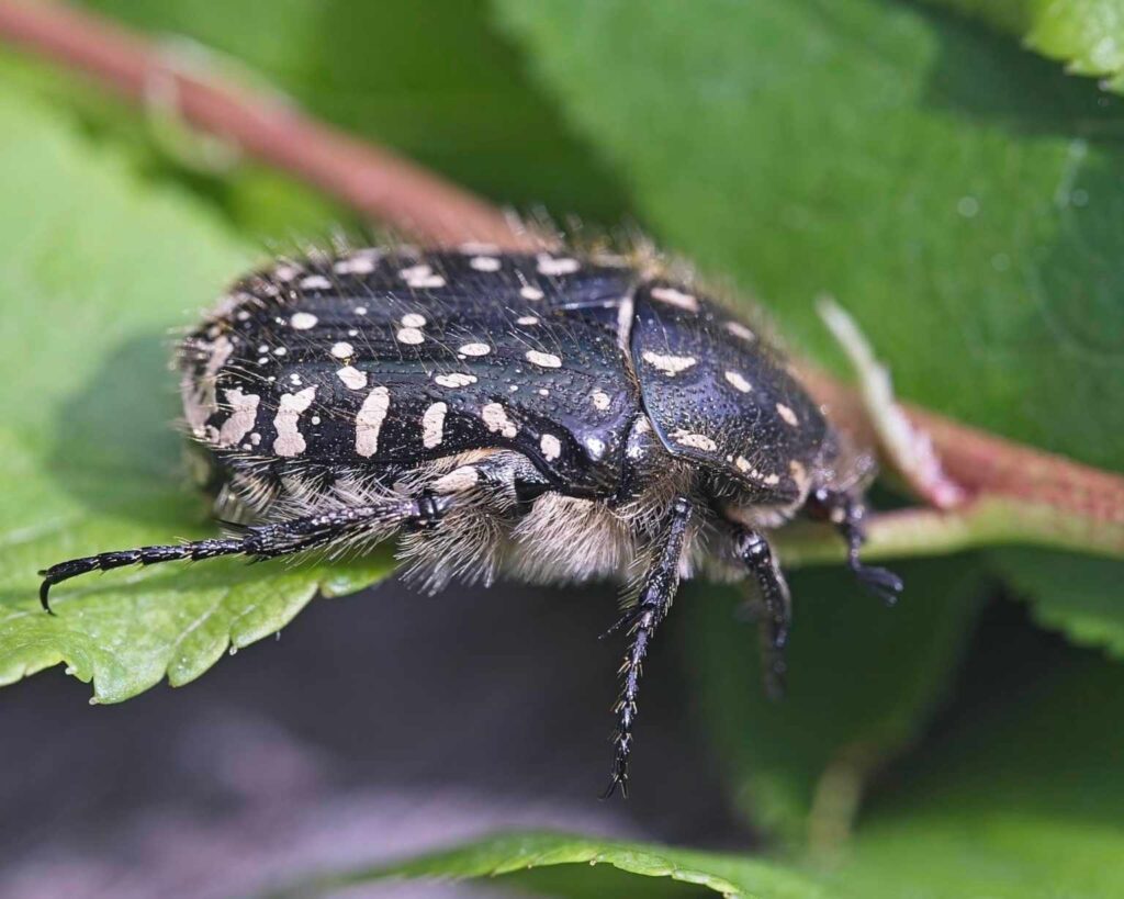 Trauer-Rosenkäfer (Oxythyrea funesta)