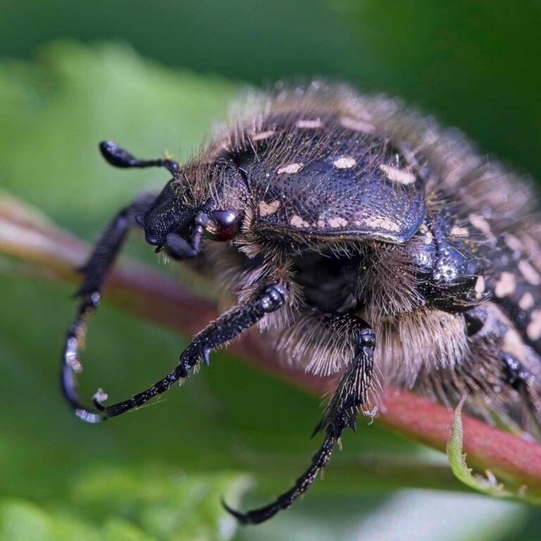 Trauer-Rosenkäfer (Oxythyrea funesta)