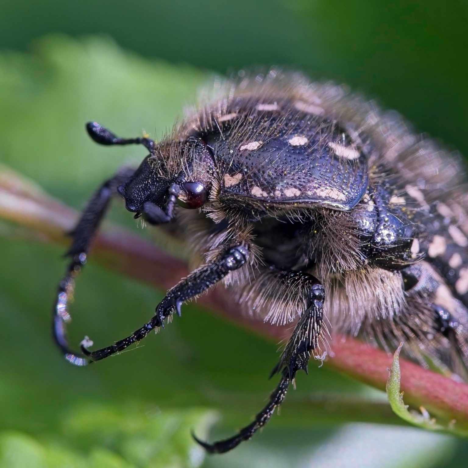 Trauer-Rosenkäfer (Oxythyrea funesta)