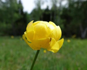 Portrait: Trollblume