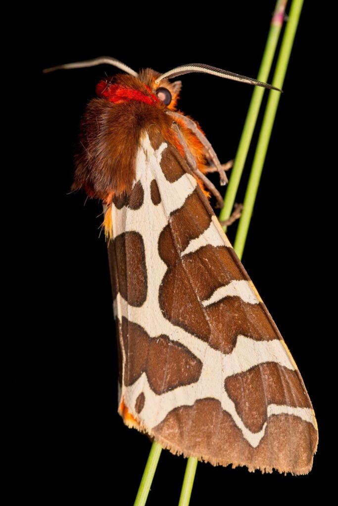 Brauner Bär (Arctia caja)
