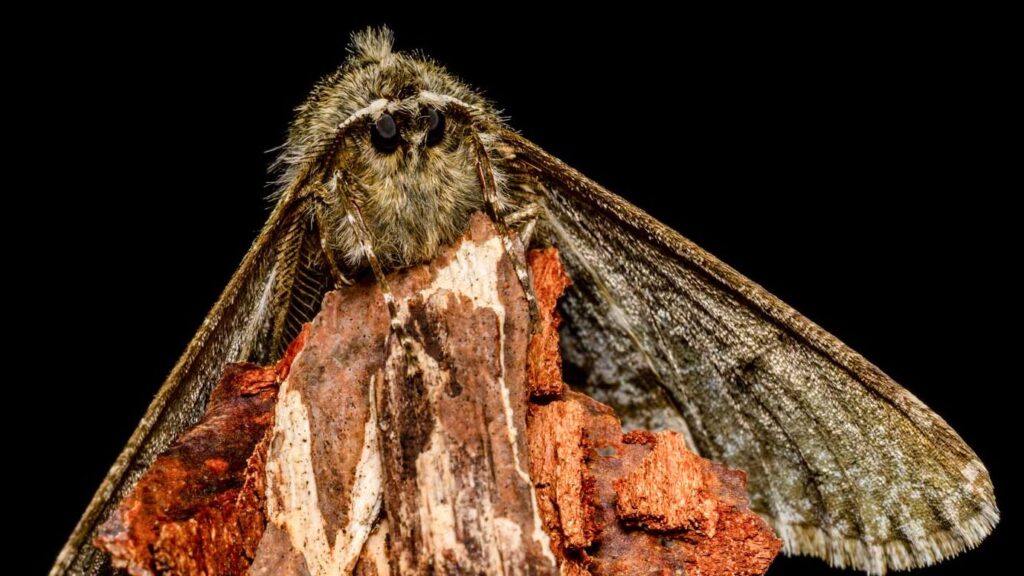 Schneespanner - Phigalia pilosaria