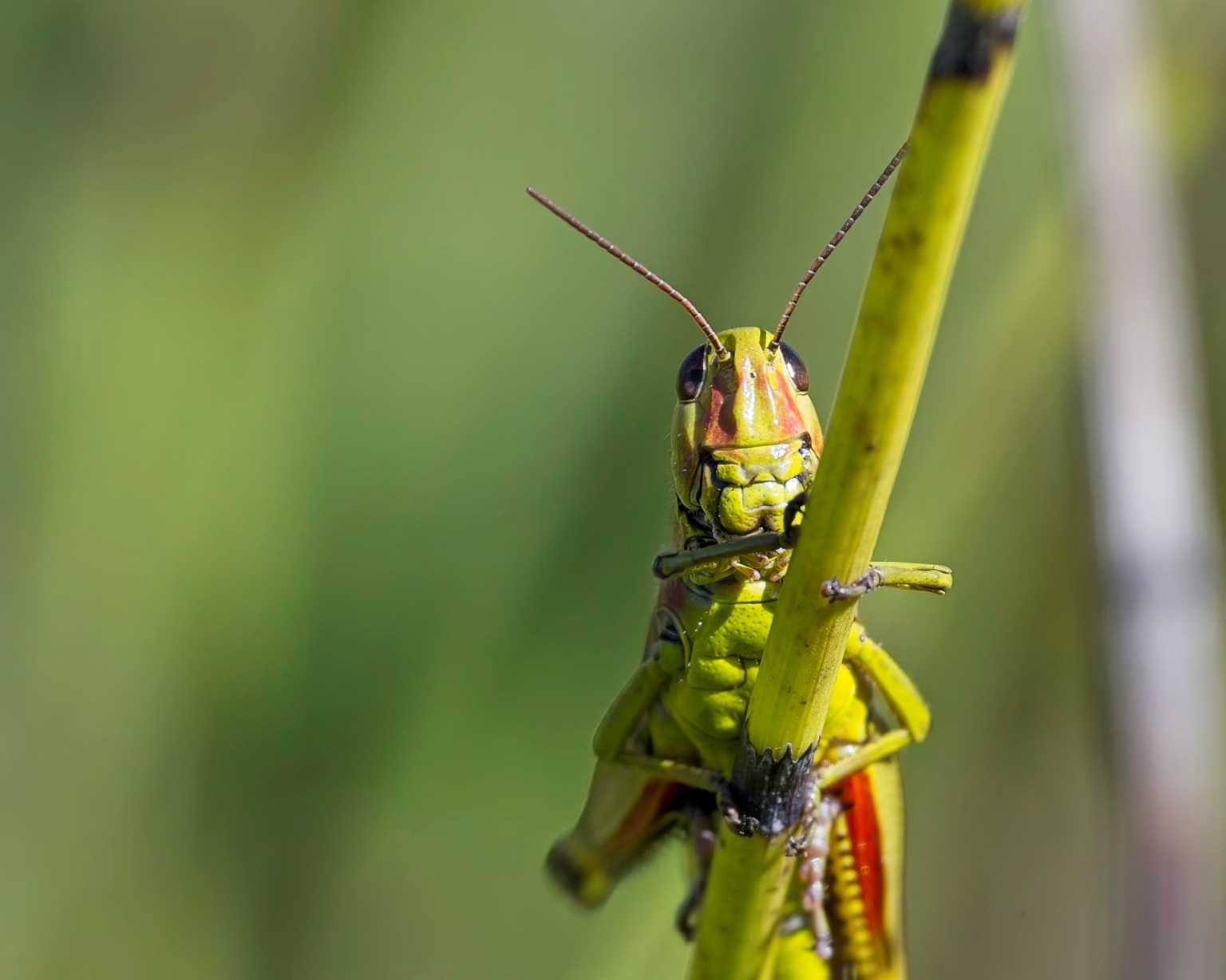 Portrait: Sumpfschrecke (Stethophyma grossum)