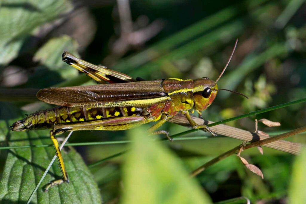 Sumpfschrecke (Stethophyma grossum)